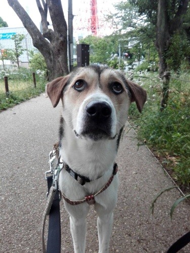 「じーっ。もう少し外で遊びたい、お願い」（かずきさん提供）