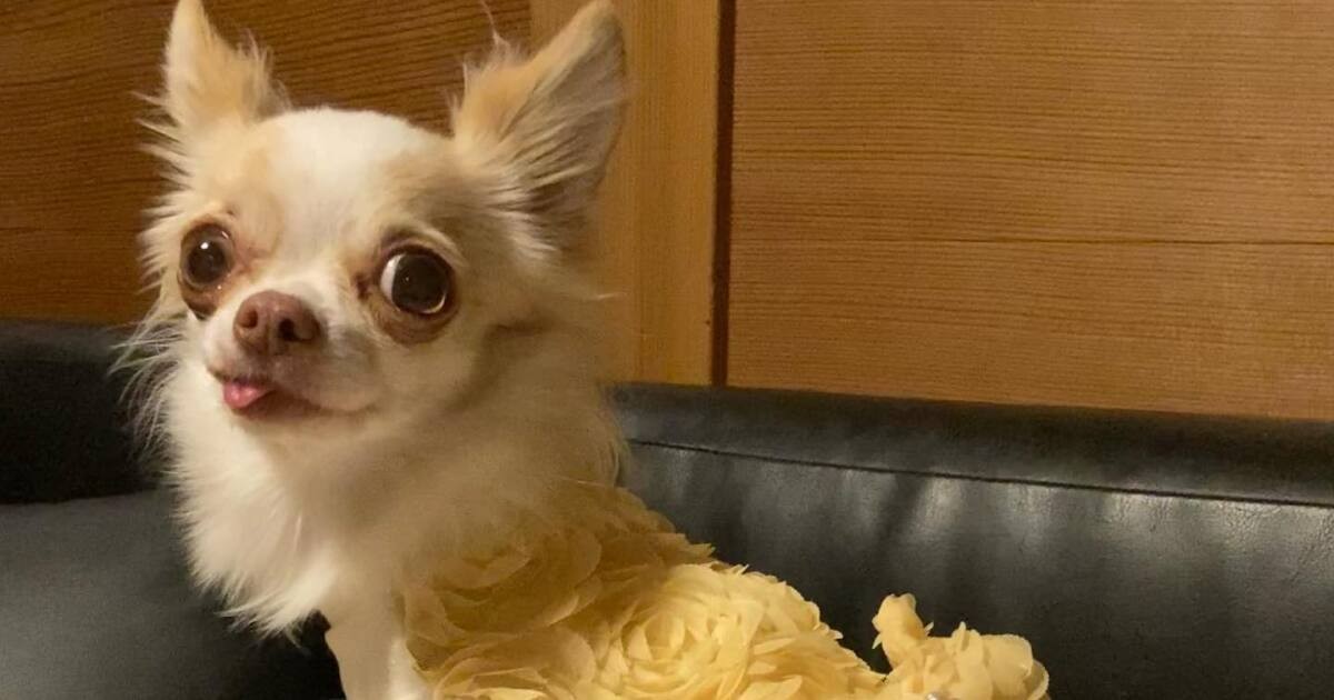 お姉ちゃんが大好きでプールにまで飛び込んだ ロングコートチワワ みるく 犬 猫との幸せな暮らしのためのペット情報サイト Sippo