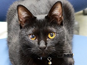 治療費もごはん代もないニャ…館長見習いの保護猫クロに募金を