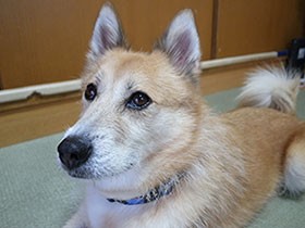 人懐っこく賢い犬　子どものけんかの仲裁やトイレのお供も