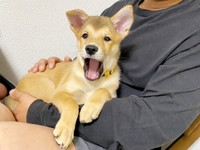 飼い主さんに抱っこされる虎徹くん（画像提供：虎徹さん）