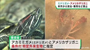 ミドリガメとアメリカザリガニ　放出や販売に罰則　責任を持って飼育を