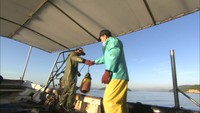 【特集】この先も瀬戸内海と④ タコ漁師の兄弟の奮闘　岡山