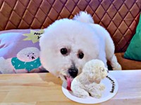 誕生日ケーキをペロリ！ うれしそうなパポくん（画像提供：形が定まらない犬さん）