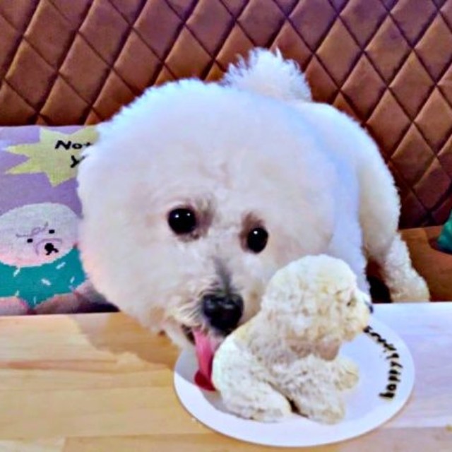 誕生日ケーキをペロリ！ うれしそうなパポくん（画像提供：形が定まらない犬さん）