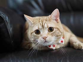 ひんやりソファーがお気に入り　スコティッシュの「ラテ」