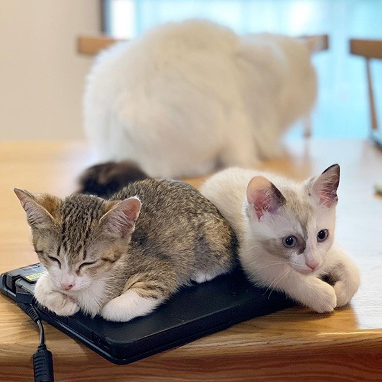 在宅勤務はパパもチビちゃんたちに邪魔される？でも癒やされますね（フクハラさん提供）