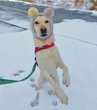 雪遊び中に耳が凍傷にならないよう、可愛い帽子を被せてもらった人間味あふれるロキくん（画像提供：ロキの相方さん）