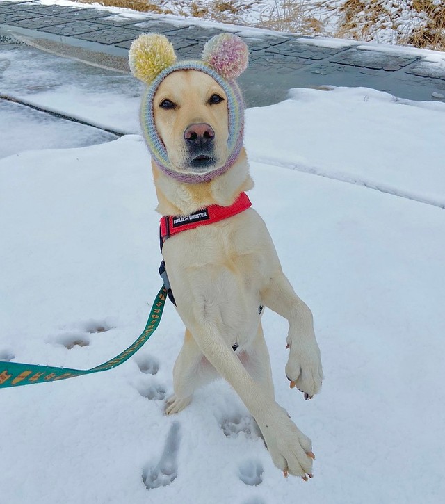 雪遊び中に耳が凍傷にならないよう、可愛い帽子を被せてもらった人間味あふれるロキくん（画像提供：ロキの相方さん）