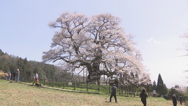 樹齢推定約1000年「醍醐桜」も満開に 岡山・真庭市で桜祭り始まる