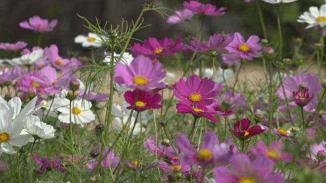 小豆島の二十四の瞳映画村で約5万本のコスモスが見頃　香川