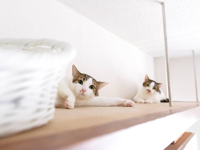 おくつろぎ中、失礼します！