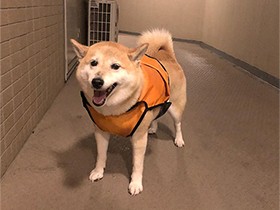 あ～危なかった　柴犬の「ニコ」、帰り際に大雨でダッシュで帰宅