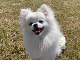 どこでもへそ天で爆睡できちゃうよ　ポメラニアンの「Lulu」