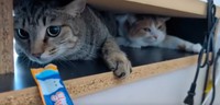 ひろさんが迎えに行った保護猫たち／投稿主さん提供