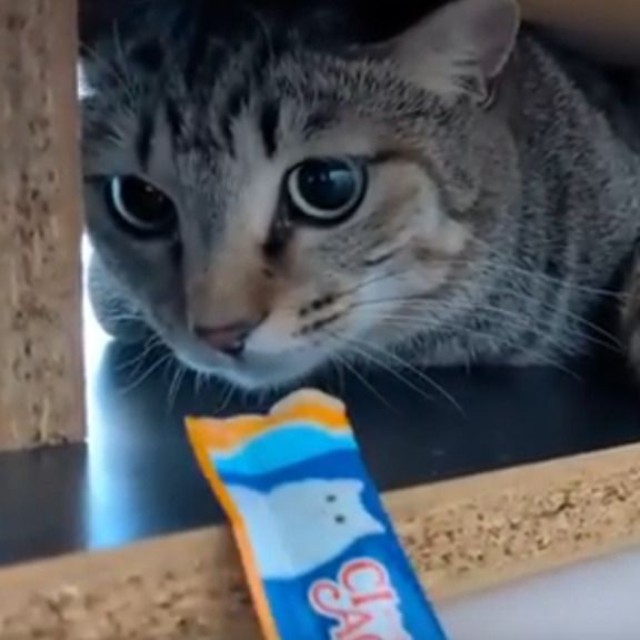 ひろさんが迎えに行った保護猫たち／投稿主さん提供