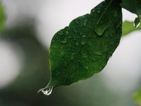 人生いろいろ、天気もいろいろ。夏を予告する梅雨は嫌いになれない