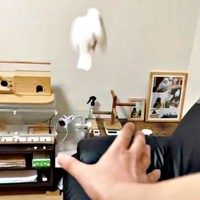 くるっと背を向けたポッケくん（画像提供：白文鳥のコッコさん）