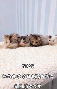 フワフワの子猫ちゃんに大変身！（かごねこさん提供、Instagramよりキャプチャ撮影）