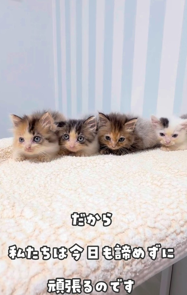 フワフワの子猫ちゃんに大変身！（かごねこさん提供、Instagramよりキャプチャ撮影）