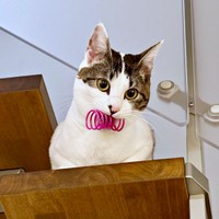 1歳を迎えたしおちゃん（画像提供：猫のしお むすび 飼い主はろでさん）