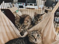 お家に来た頃。２匹だけ選ぶなんてできない