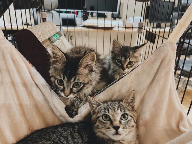 お家に来た頃。２匹だけ選ぶなんてできない