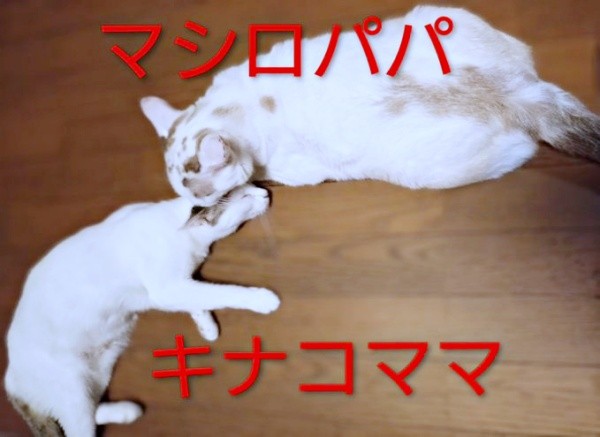 思いがけず夫婦になった（左から）キナコママ、マシロパパ（画像提供：ゆーちゃんさん）