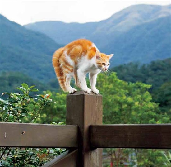 「イキってるネコ」より（沖昌之撮影、辰巳出版提供）