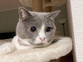 黒い洋服に着替えたら大きな化け物と勘違い!?　ブリティッシュショートヘアの「ゆめ」