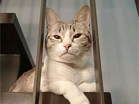 決心がつかないまま、会ったら一目ぼれでした　保護猫「ルゥ」