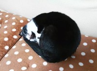 まん丸ころりんになって寝る=uni_hiji_konaさん提供