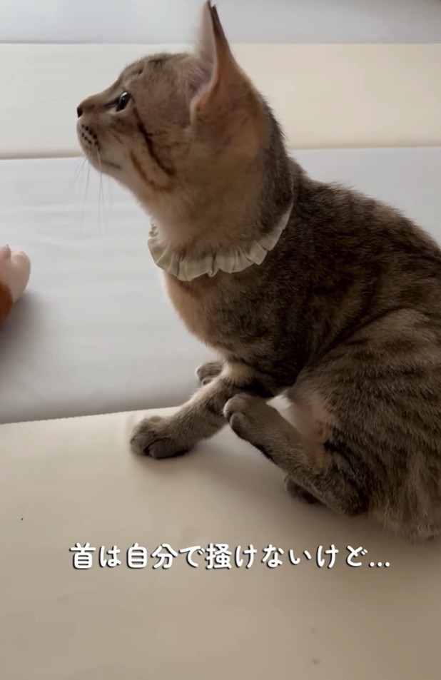 歩けるようになったが、首は自分でかけないてんちゃん（「迷い猫てんちゃん┃Ten」さん提供、Instagramよりキャプチャ撮影）
