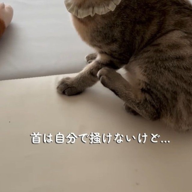 歩けるようになったが、首は自分でかけないてんちゃん（「迷い猫てんちゃん┃Ten」さん提供、Instagramよりキャプチャ撮影）