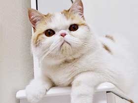 地震があって心配顔　エキゾチックショートヘアの「ぶちょお」　