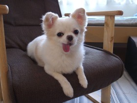 先住犬に似た犬を引き取る　それでもなじむには時間が必要だった