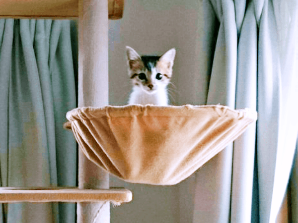 ハンモックに入ってこちらを見つめるつくねちゃん（画像提供：猫目さん）