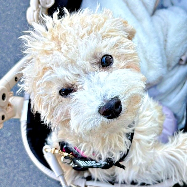 散歩中、すれ違う人を笑顔にしたボサノヴァちゃん（画像提供：犬を見てさん）