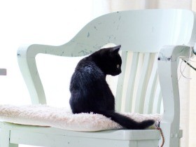 黒猫をかわいく撮るには？　自然光でおしゃれを楽しむように