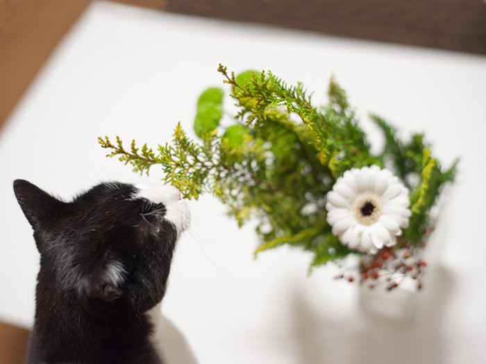 「おばちゃんが作った飾りらしいよ」（小林写函撮影）