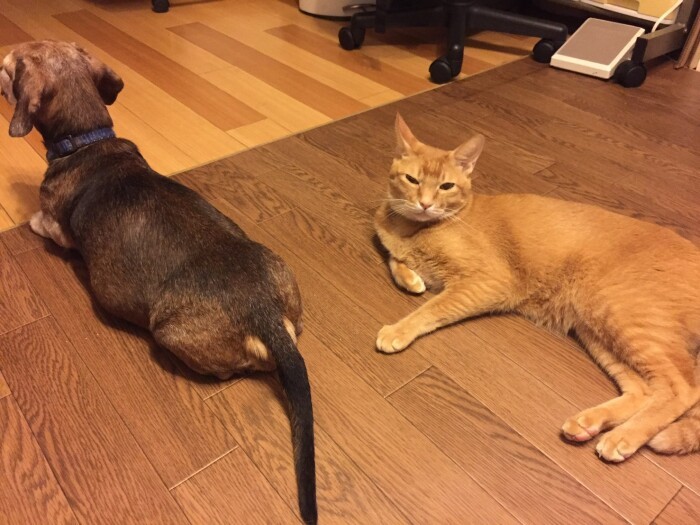 アルマ（左）は辻さんの息子たちを世話し、その息子が拾った猫のミューを育てた（辻さん提供）