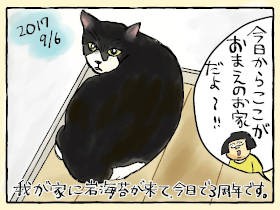 愛猫「岩海苔」家族３周年記念　ワシらを猫好きに変えた、あの日の“ビビビ！”