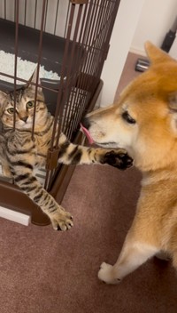 ゲージの中からでもちょっと遊びたい様子（提供：shibainu-putenさん）