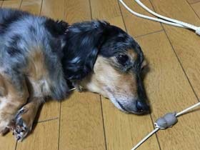 めずらしくお寝坊さん　ミニチュアダックスフントの「レイ」