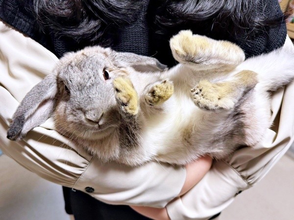 ママにへそ天で抱っこされる桃子丸ちゃん（画像提供：ちくわMark2さん）