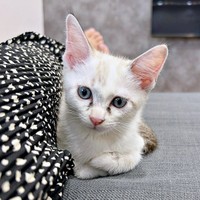 子猫時代、「ニャー」と鳴いていたおくらちゃんに変化が（画像提供：soranohiさん）