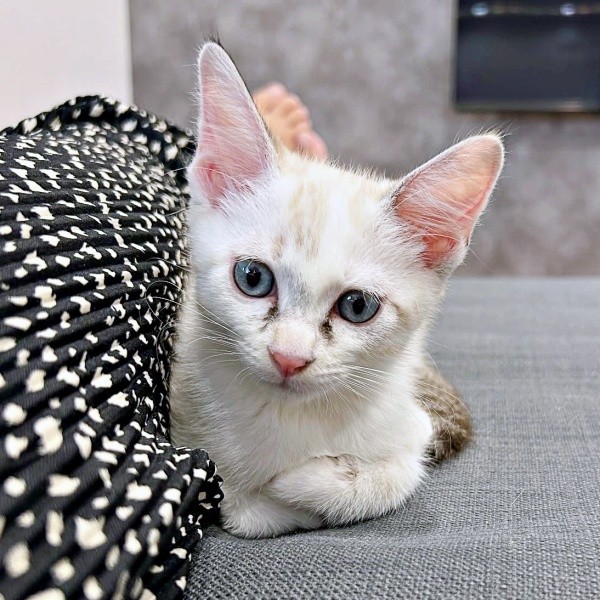 子猫時代、「ニャー」と鳴いていたおくらちゃんに変化が（画像提供：soranohiさん）