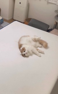 洗濯後に一生懸命匂いをつけるため転がりまわる博士（提供：猫大学さん）