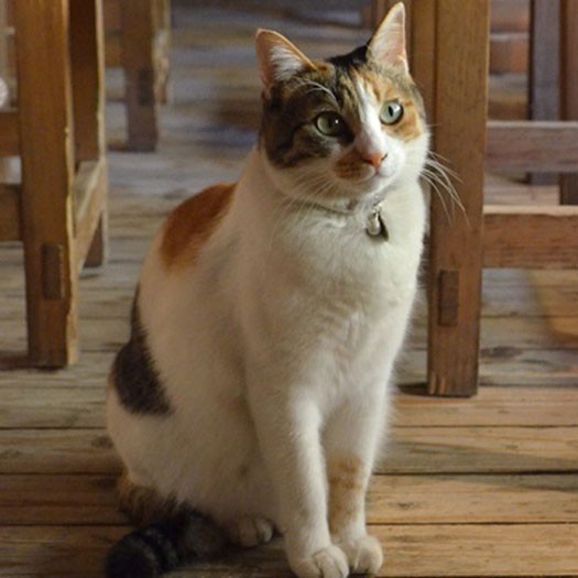 おちゃめな「すずめ」