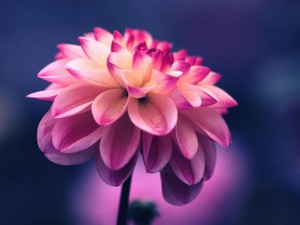 大学受験で期待に応えられず、母からの罵詈雑言。慰めなんて一言もなかった